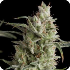 Super Og Kush 1 0