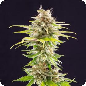 Super Og Kush Jpg