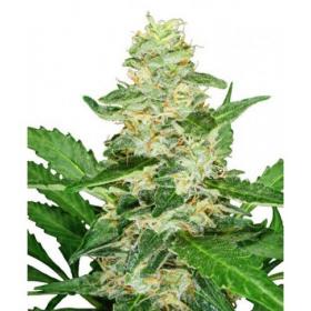 Super Skunk AUTO Feminised Seeds