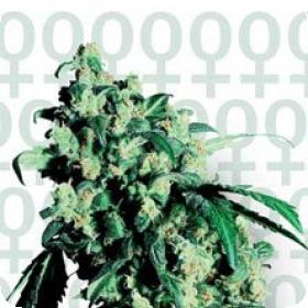Super Skunk Feminised Seeds