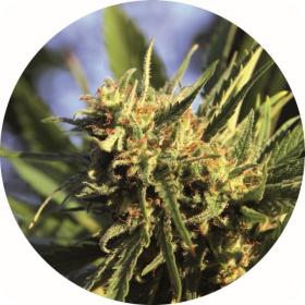Super AUTO Tao Regular Seeds