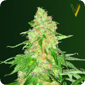 Super Extra Skunk Feminised Seeds
