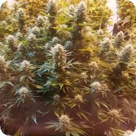 Super Kush Feminised Seeds
