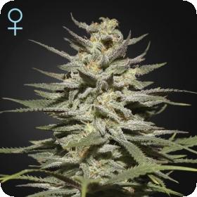 Super Lemon Haze CBD Feminised Seeds Super Lemon Haze CBD Feminised Seeds