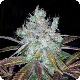 Super Lemon Jack Feminised Seeds Super Lemon Jack Feminised Seeds