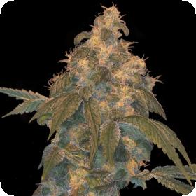 Super Lemon OG Regular Seeds - Limited Collection Super Lemon OG Regular Seeds - Limited Collection