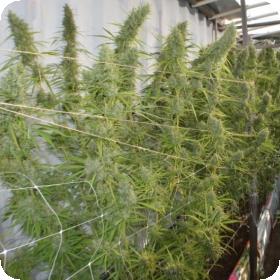 Super Malawi Haze Feminised Seeds Super Malawi Haze Feminised Seeds