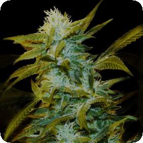 Super Silver Bilbo Feminised Seeds Super Silver Bilbo Feminised Seeds