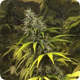 Super Silver Haze Regular Seeds
