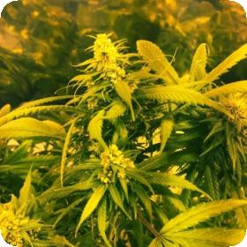Super Silver Haze x SCBDX Feminised Seeds