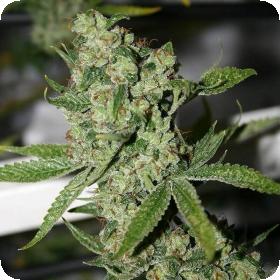 Super Silver Sour Diesel Haze Regular Seeds Super Silver Sour Diesel Haze Regular Seeds