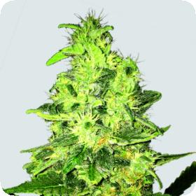 Super Skunk Regular Seeds Super Skunk Regular Seeds