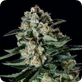 Matanuska Thunderfuck x SCBDX Feminised Seeds