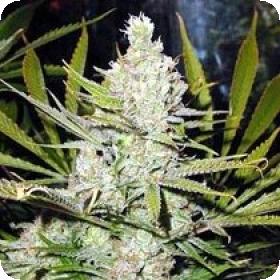 Super Silver Haze Regular Seeds