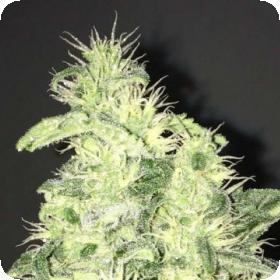 Supreme CBD Durban Feminised Seeds Supreme CBD Durban Feminised Seeds