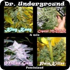 Surprise Killer Mix Feminised Seeds Surprise Killer Mix Feminised Seeds