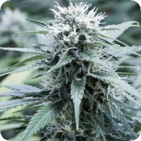 Sweet Amnesia Feminised Seeds Sweet Amnesia Feminised Seeds