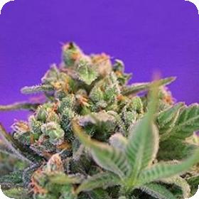 Sweet Cheese FAST Version Feminised Seeds Sweet Cheese FAST Version Feminised Seeds