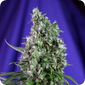 Sweet Trainwreck Auto Feminised Seeds Sweet Trainwreck Auto Feminised Seeds