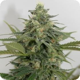 Sweet Ammo Feminised Seeds Sweet Ammo Feminised Seeds
