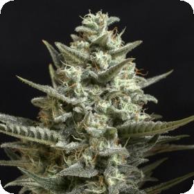Sweet Bilbo Feminised Seeds Sweet Bilbo Feminised Seeds