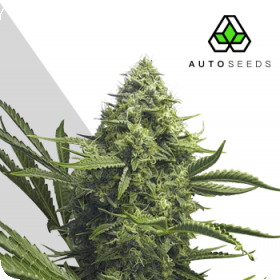 Sweet CBD Auto Feminised Seeds