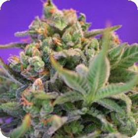 Sweet Cheese Feminised Seeds Sweet Cheese Feminised Seeds