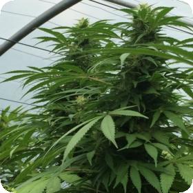 Sweet Cheese x SCBDX Feminised Seeds