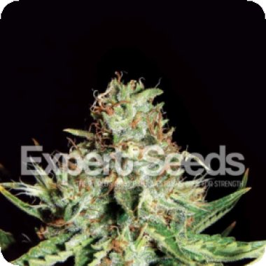 Sweet Cream Auto Feminised Cannabis Seeds Expert Cannabis Seeds 0