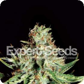 Sweet Cream Auto Feminised Cannabis Seeds Expert Cannabis Seeds 0