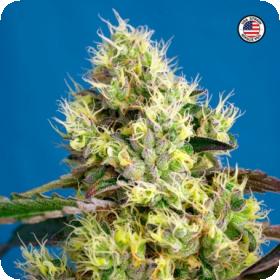 Sweet Gelato Auto Feminised Seeds Sweet Gelato Auto Feminised Seeds