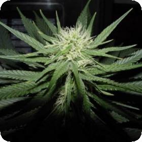 Sweet God Regular Seeds Sweet God Regular Seeds