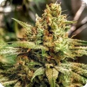 Sweet Orange Cookie Sherbs Feminised Seeds Sweet Orange Cookie Sherbs Feminised Seeds