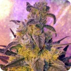 Sweet Peach Feminised Seeds Sweet Peach Feminised Seeds