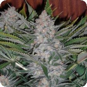 Green Poison Auto Feminised Seeds