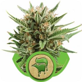 Sweet Skunk Automatic Feminised Seeds