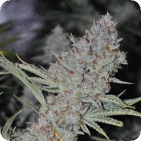 Sweet Tooth Express AUTO Feminised Seeds Sweet Tooth Express AUTO Feminised Seeds