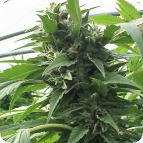 Sweet Tooth x SCBDX Feminised Seeds