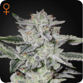 Sweet  Valley  Kush  Feminised  Cannabis  Seeds  Greenhouse  Seed  Co