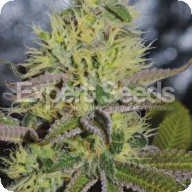 Sweet Zombie Feminised Seeds