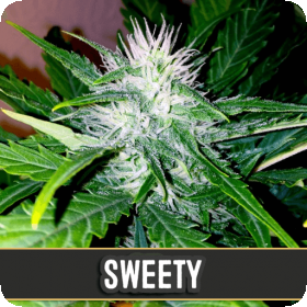 Sweety Auto Feminised Seeds Sweety Auto Feminised Seeds