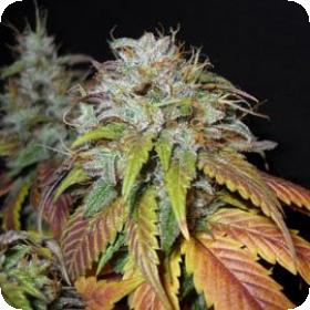 Swiss Cheese Feminised Seeds Swiss Cheese Feminised Seeds
