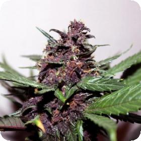Swiss Dream Rose Auto Cbd Jpg