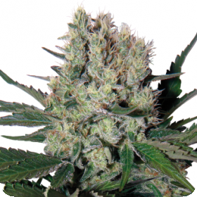 Syrup Auto Regular Seeds