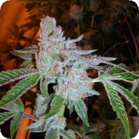 Tahoe OG Feminised Seeds Tahoe OG Feminised Seeds