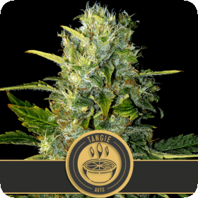 Tangie Auto Feminised Seeds Tangie Auto Feminised Seeds