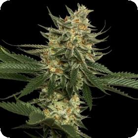 Tangie Regular Seeds Tangie Regular Seeds