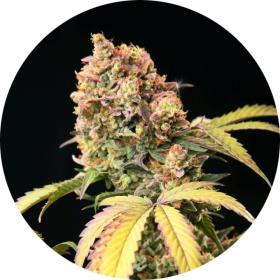 Tao Mix 1 AUTO Regular Seeds