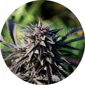 Tao Purple Regular Seeds