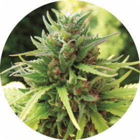 TaoMatic AUTO Regular Seeds